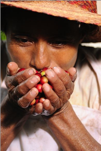 Costa Rica - las Moras - natural - كوستاريكا - لاس موراس - مجففة