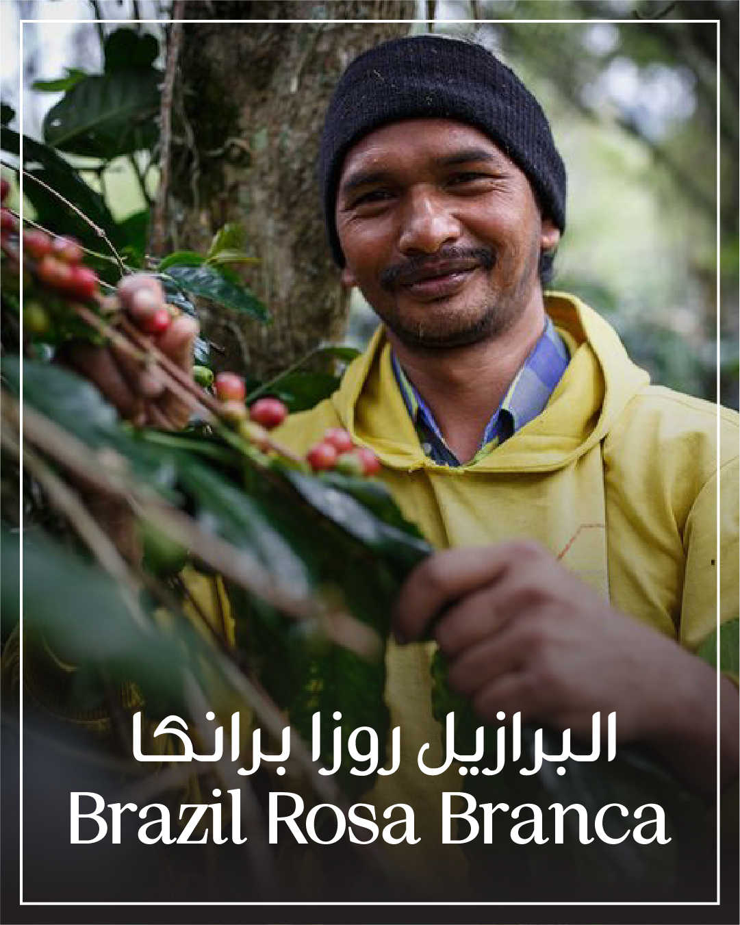 Brazil Rosa Branca - برازيل روزا برانكا