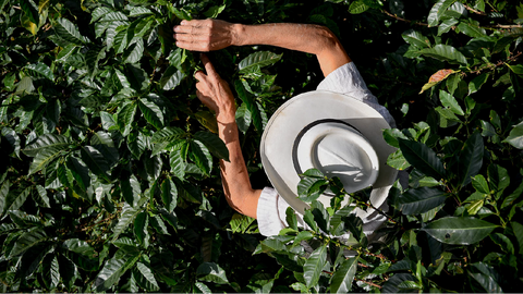 كيف طورت كولومبيا القهوة ؟ | How Colombia Developed Coffee ?