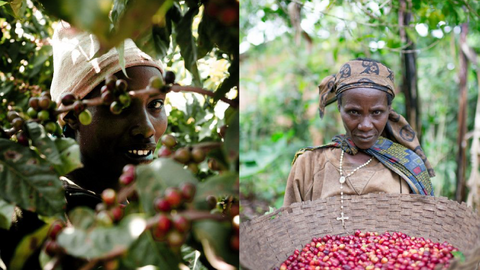 تاريخ القهوة في إثيوبيا | History of Coffee in Ethiopia