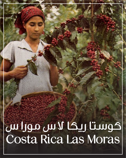 Costa Rica - las Moras - natural - كوستاريكا - لاس موراس - مجففة